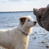 Dog Gone Smart superupijajući ručnik za pse za sušenje na otvorenom
