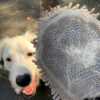 Dog Gone Smart Dirty Dog rukavica sa silikonskom stranom za skidanje viška dlaka