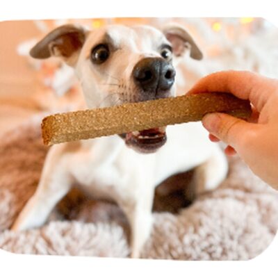Jack Russell terijer dobiva Kivo Take & Break Jelen štapić kao nagradu